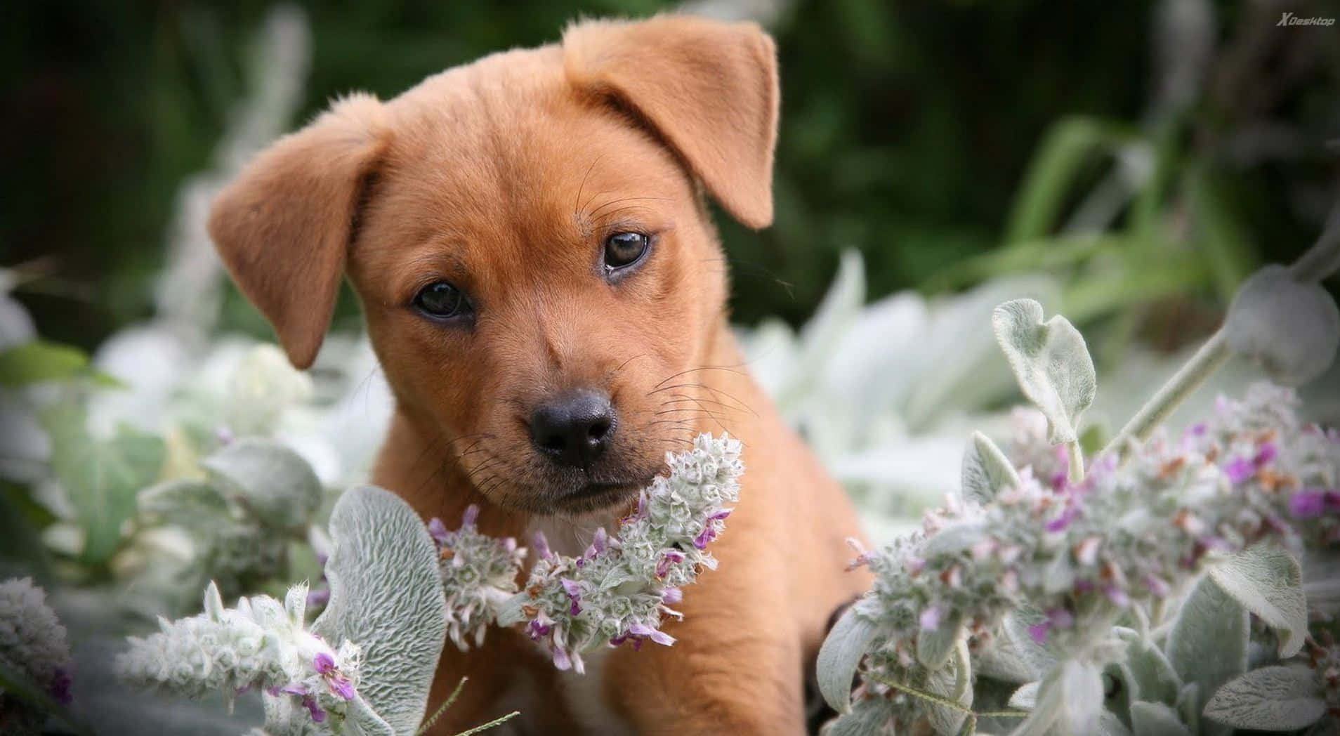 Two Adorable Pink Puppies, Perfect Companions. Wallpaper