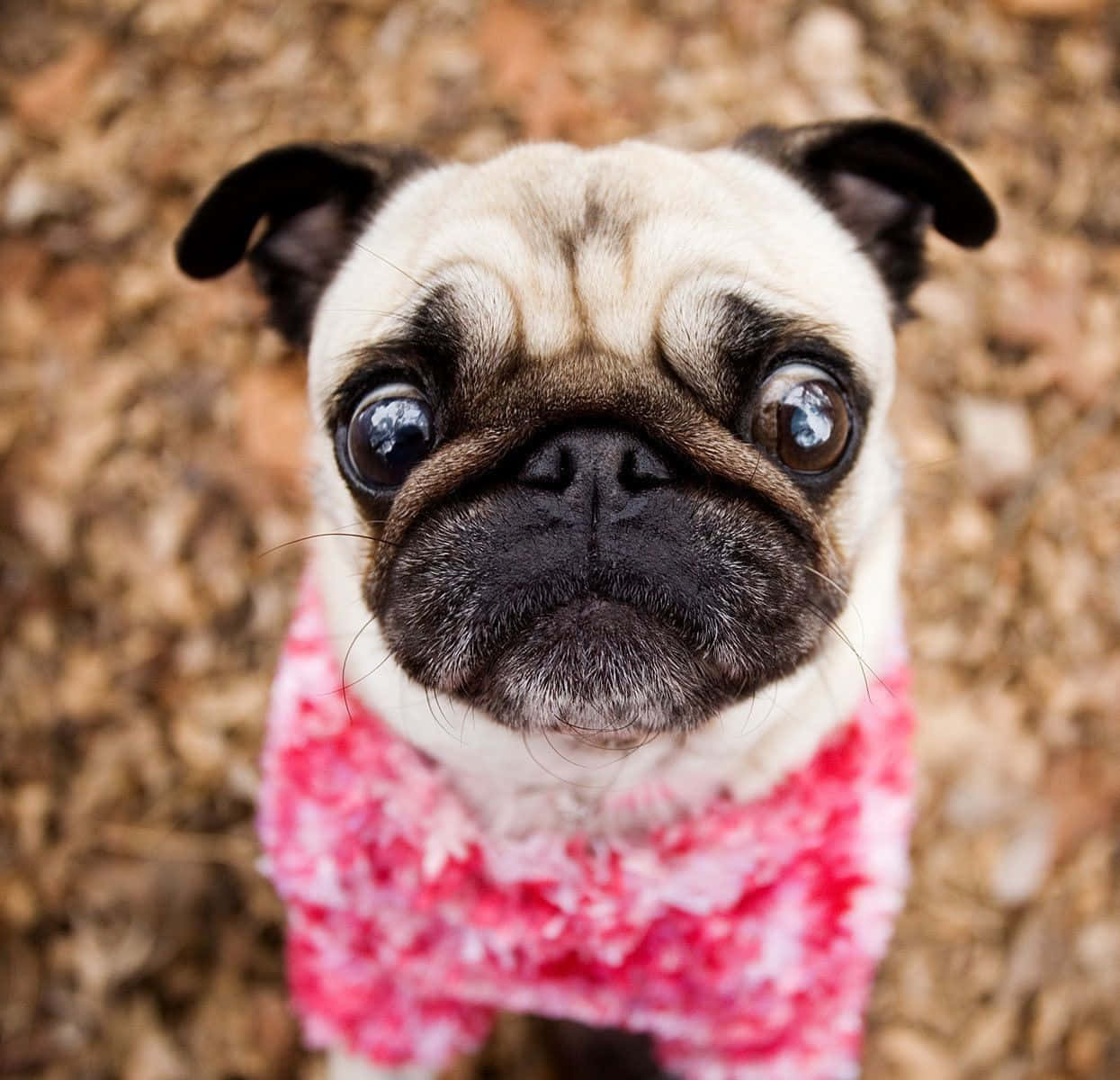 Two Adorable Pink Puppies Sitting In The Grass Wallpaper