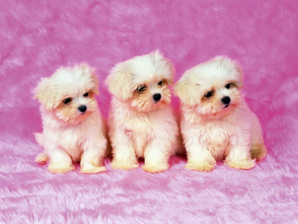 Two Adorable Puppies Sitting In A Field Wallpaper