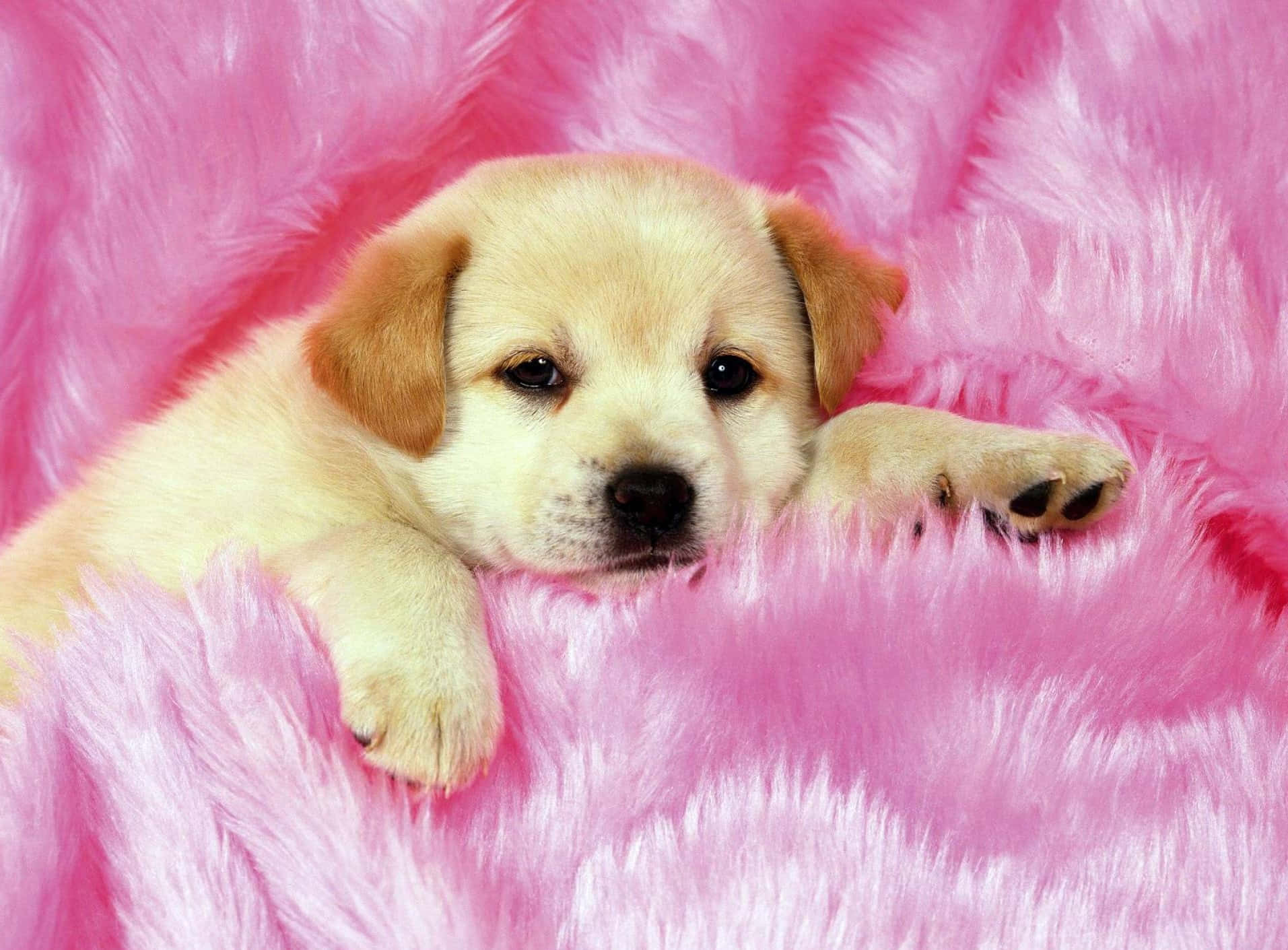 Two Cute And Cuddly Pink Puppies Sharing A Tender Moment. Wallpaper