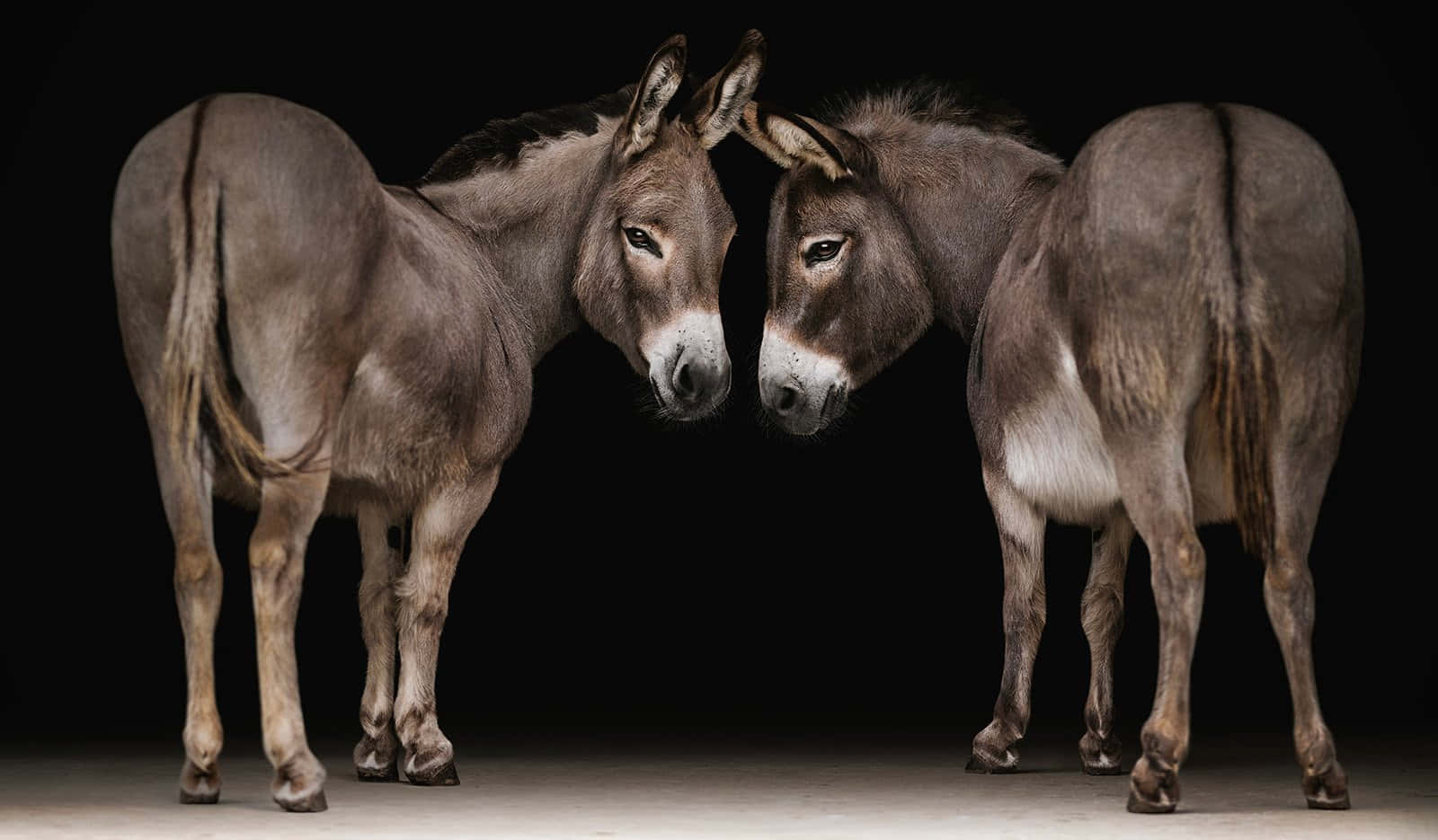 Two Donkeys Black Background Wallpaper