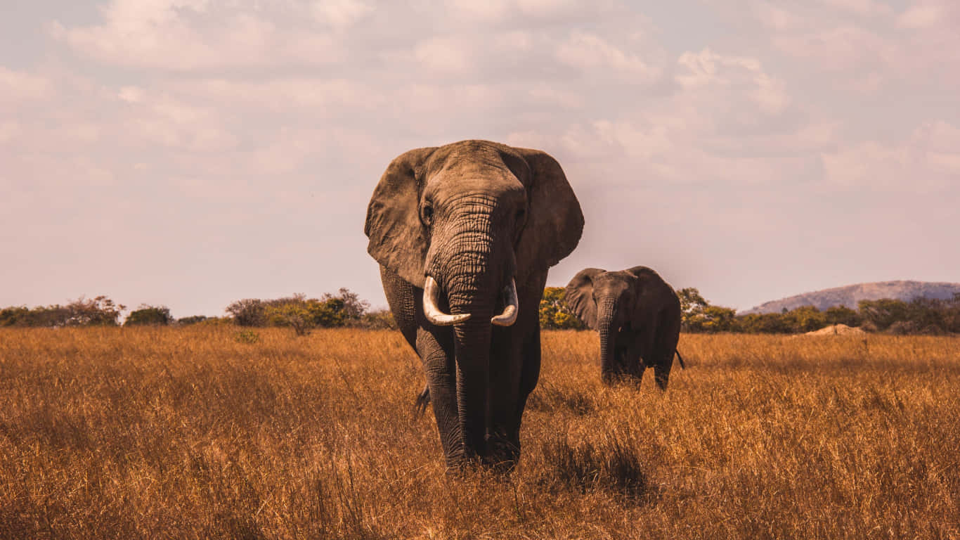 Two Elephants Walking Through A Field Of Brown Grass Wallpaper