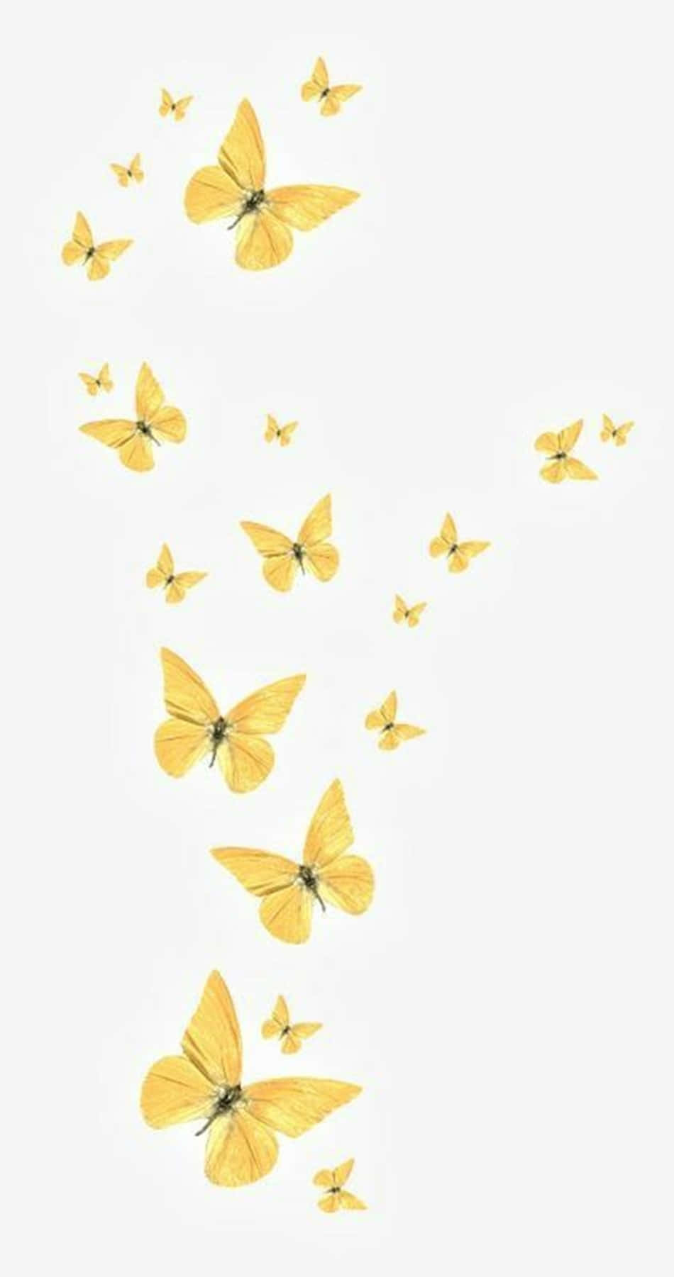 Two Energetic Yellow Butterflies Looking For A Fresh Start. Wallpaper