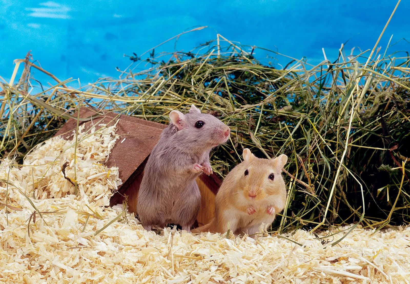 Two Gerbils Habitat Enclosure Wallpaper