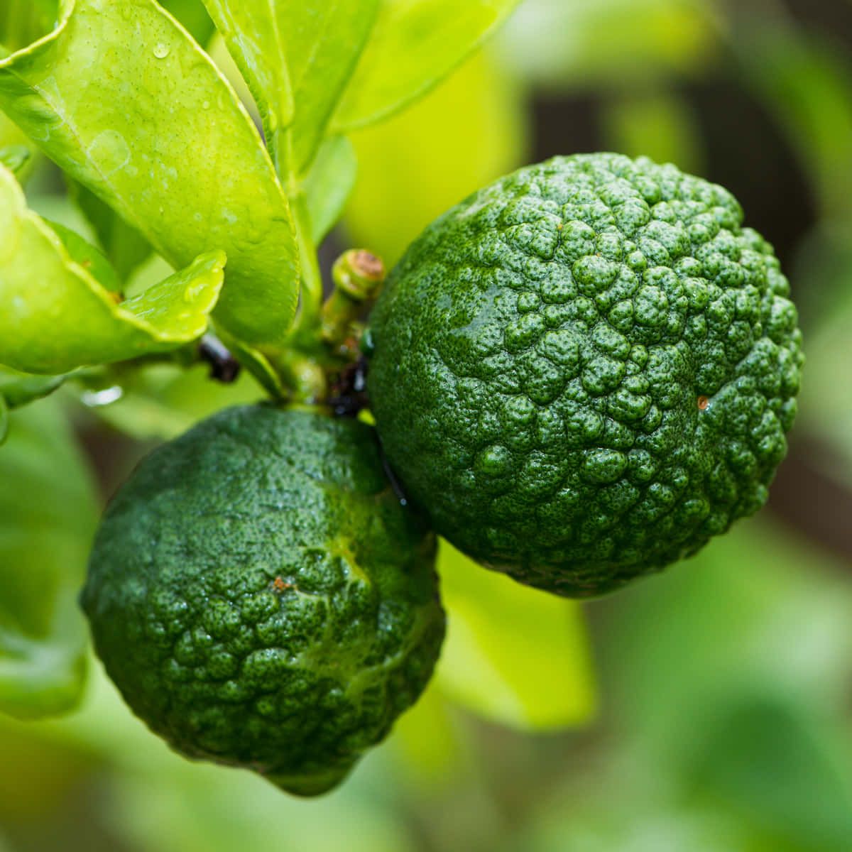 Two Green Kaffir Lime Fruit Wallpaper