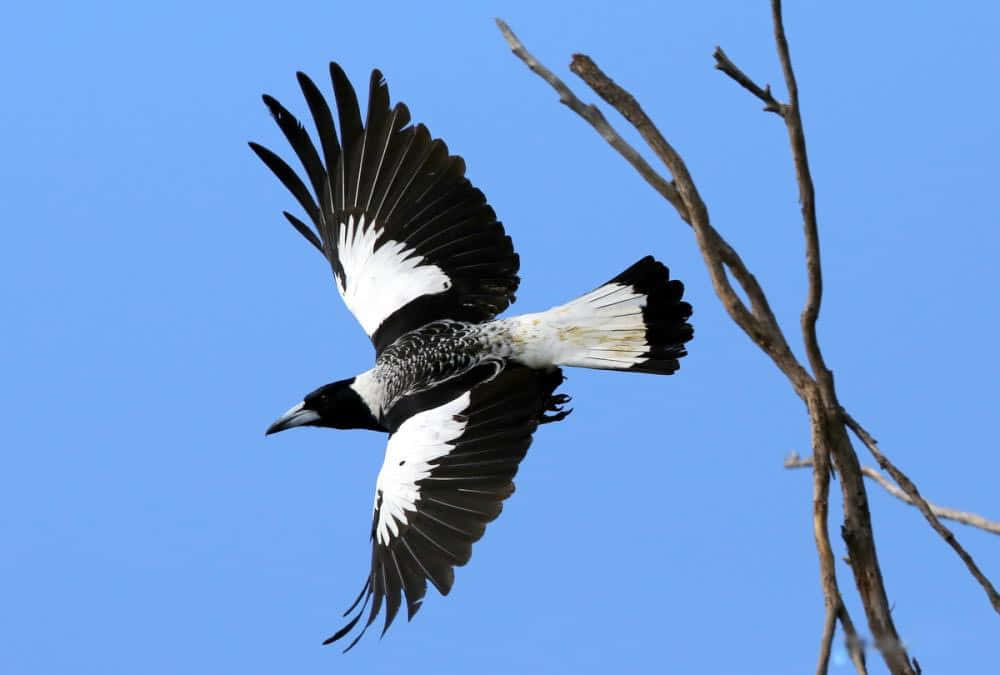 Two Magpies And A Crow Perched On Tree Branches Against A Blue Sky Wallpaper