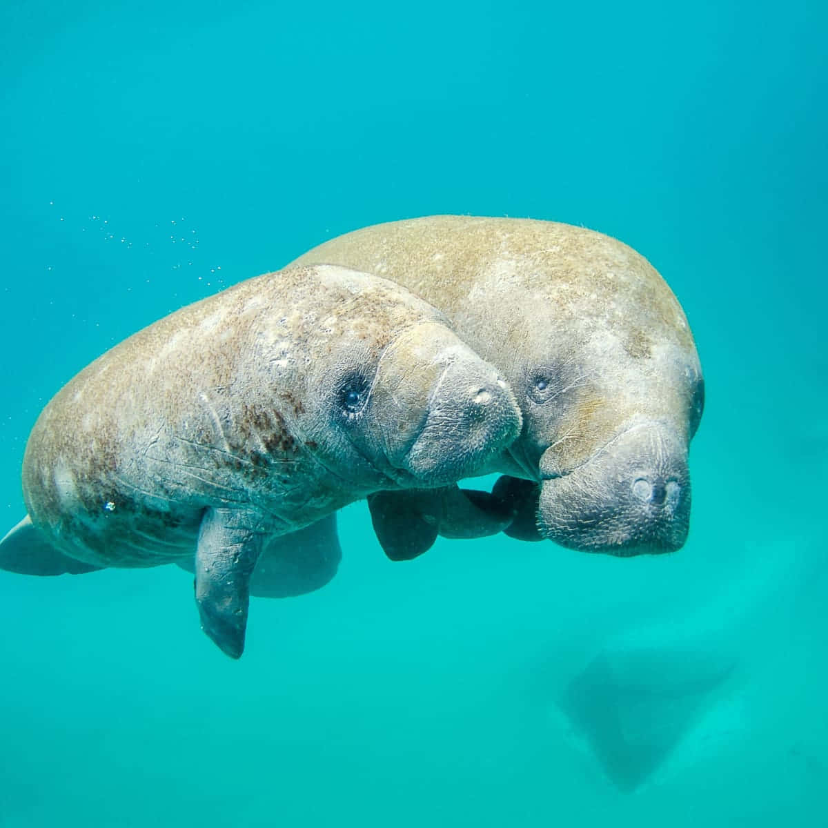 Two Manatees Swimming Together Wallpaper