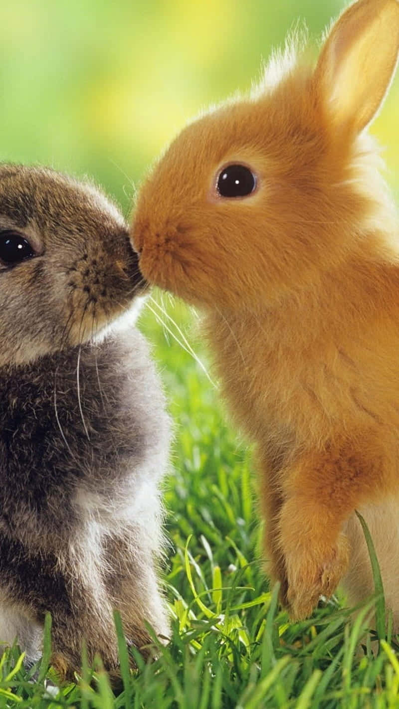 Two Rabbits Kissing In The Grass Wallpaper