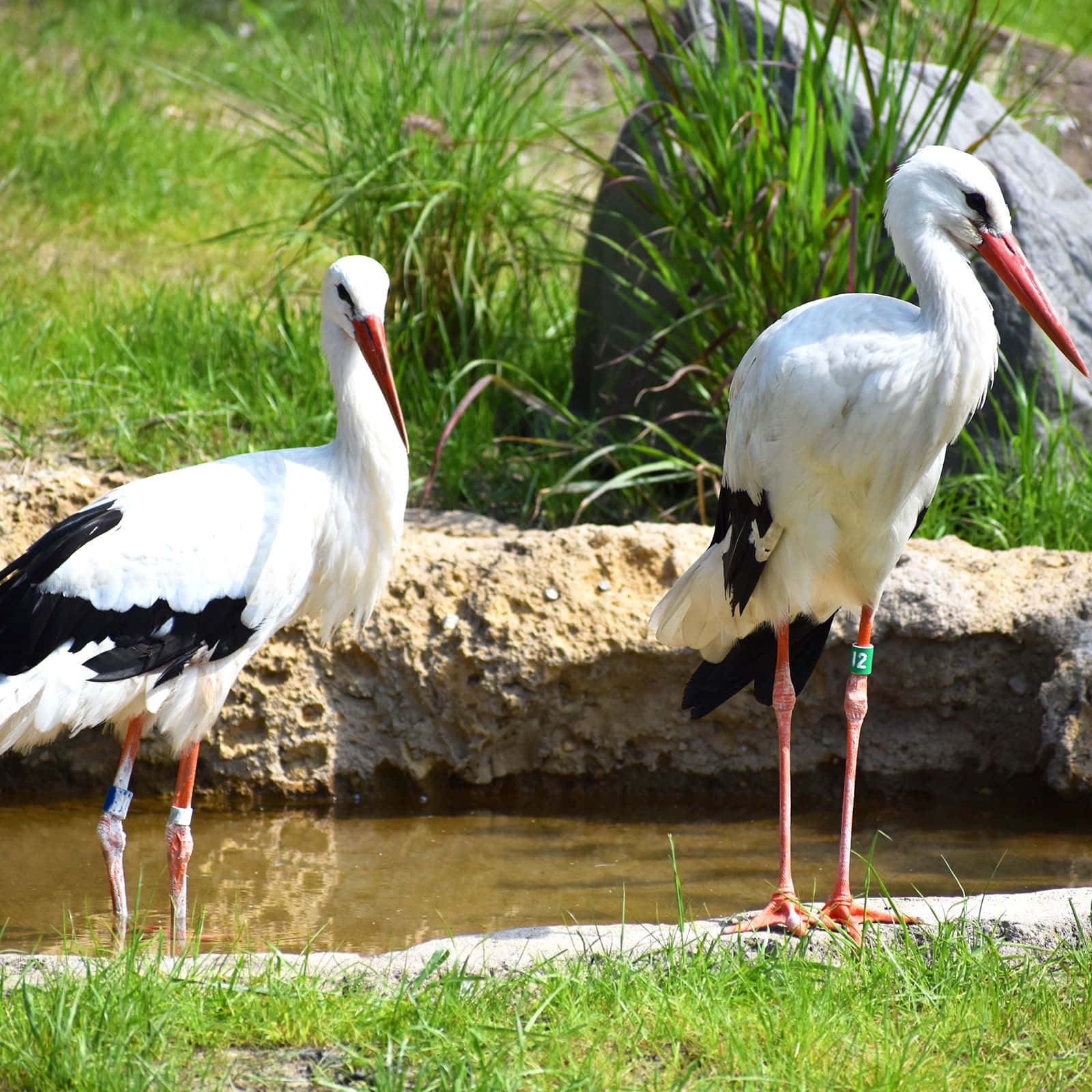 Two Storks Near Water Edge Wallpaper