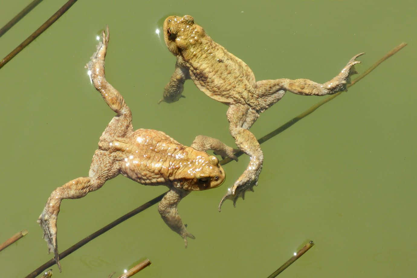 Two Toads Swimmingin Pond Wallpaper