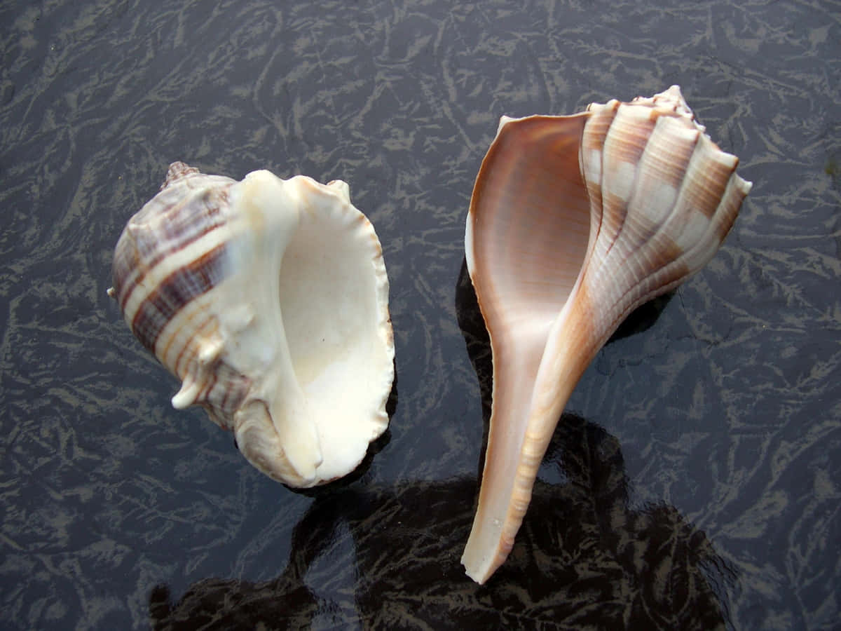 Two Whelk Shellson Water Wallpaper