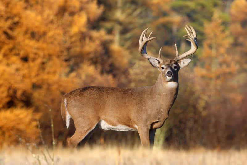 Two Whitetail Deer Delicately Standing In The Tall Grass Wallpaper