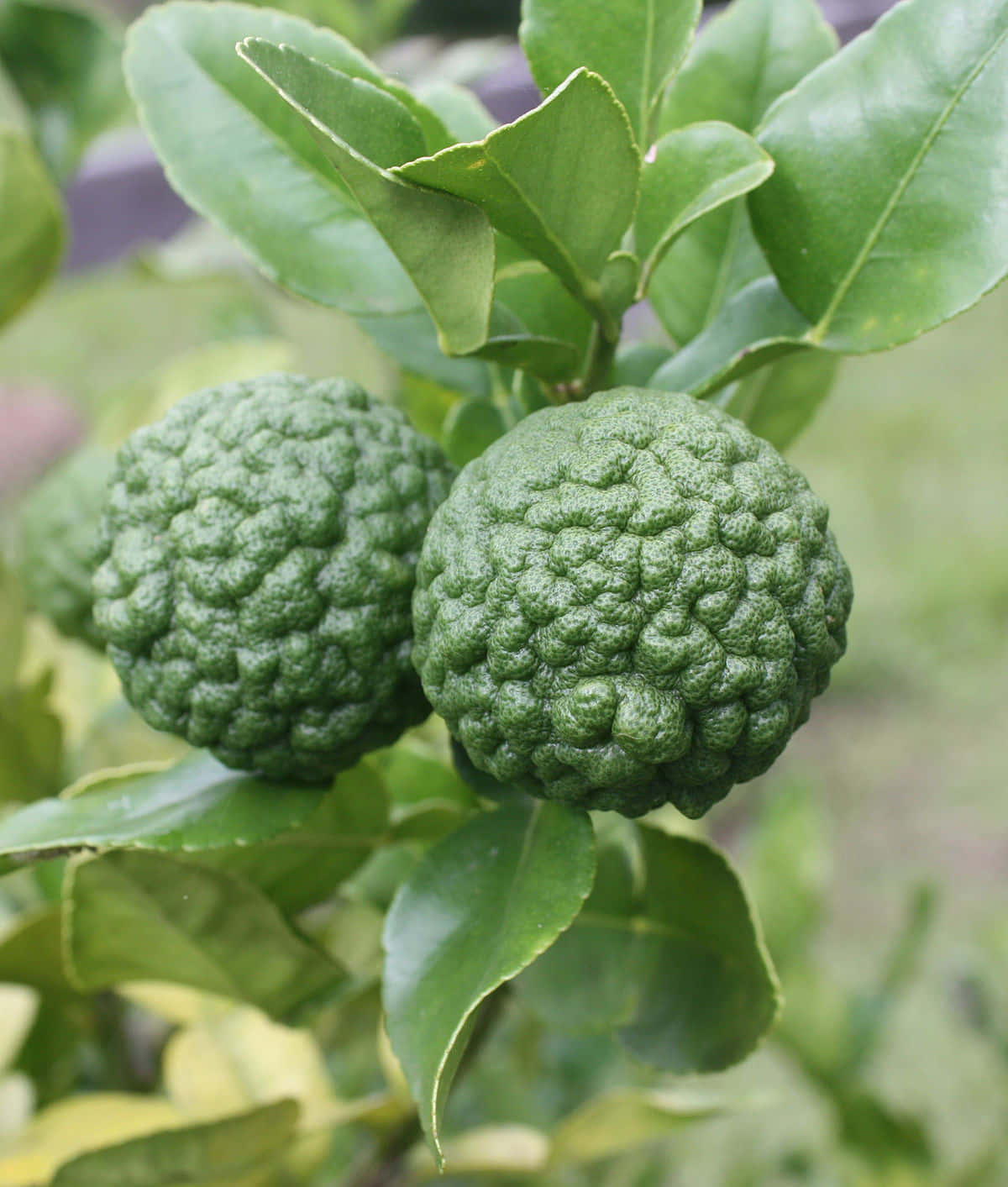 Two Wild Green Kaffir Lime Fruit Wallpaper