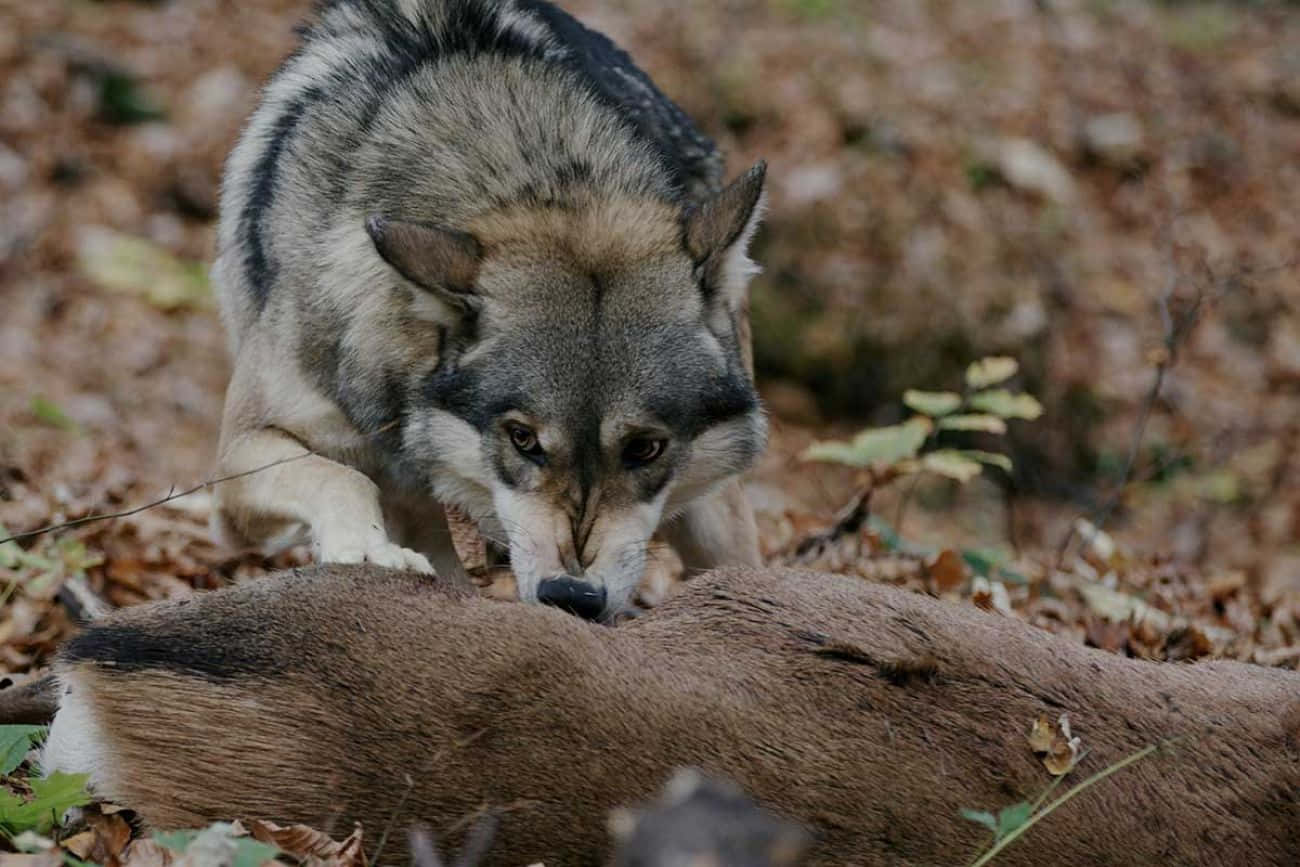 Two Wolves Hunting Together In A Tranquil Forest Wallpaper