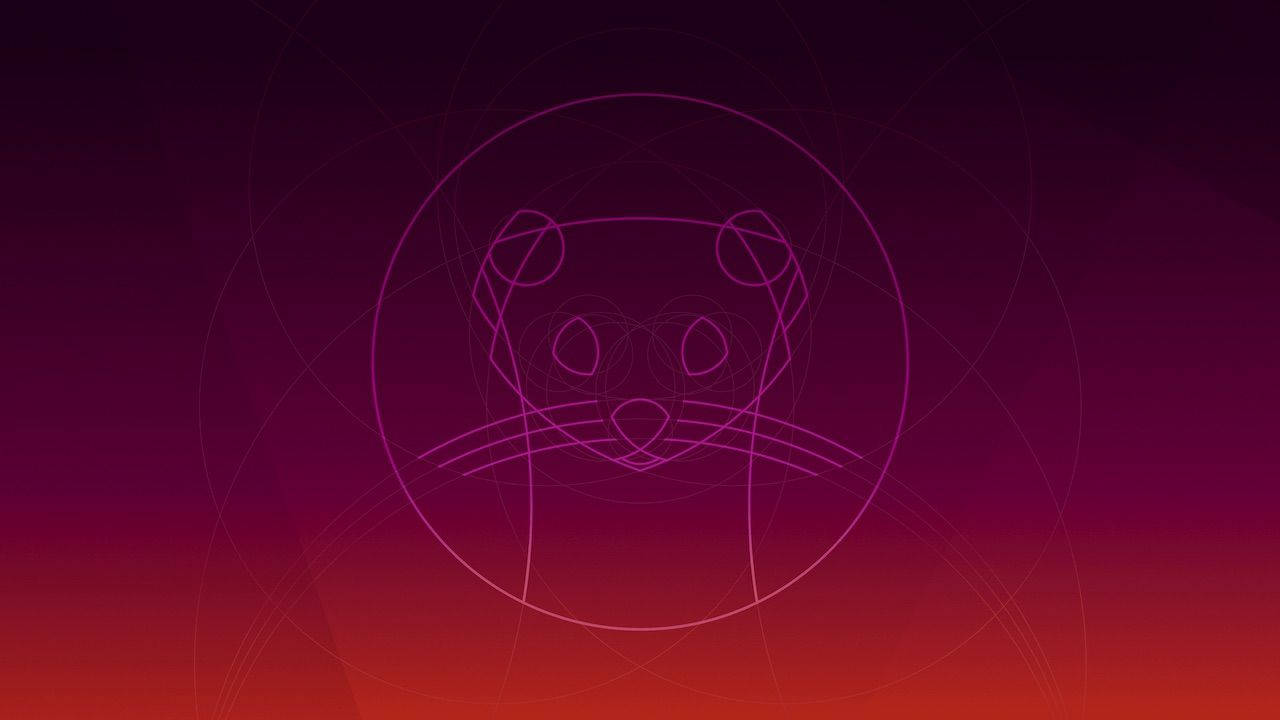 Ubuntu Focal Fossa Cat Wallpaper