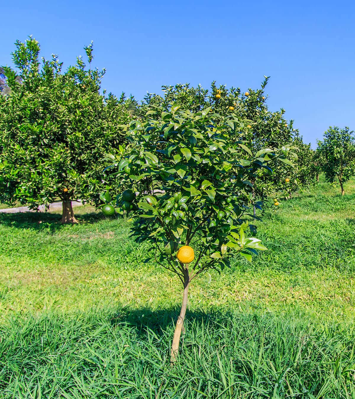 Ugli Citrus Fruit Trees And Sky Wallpaper