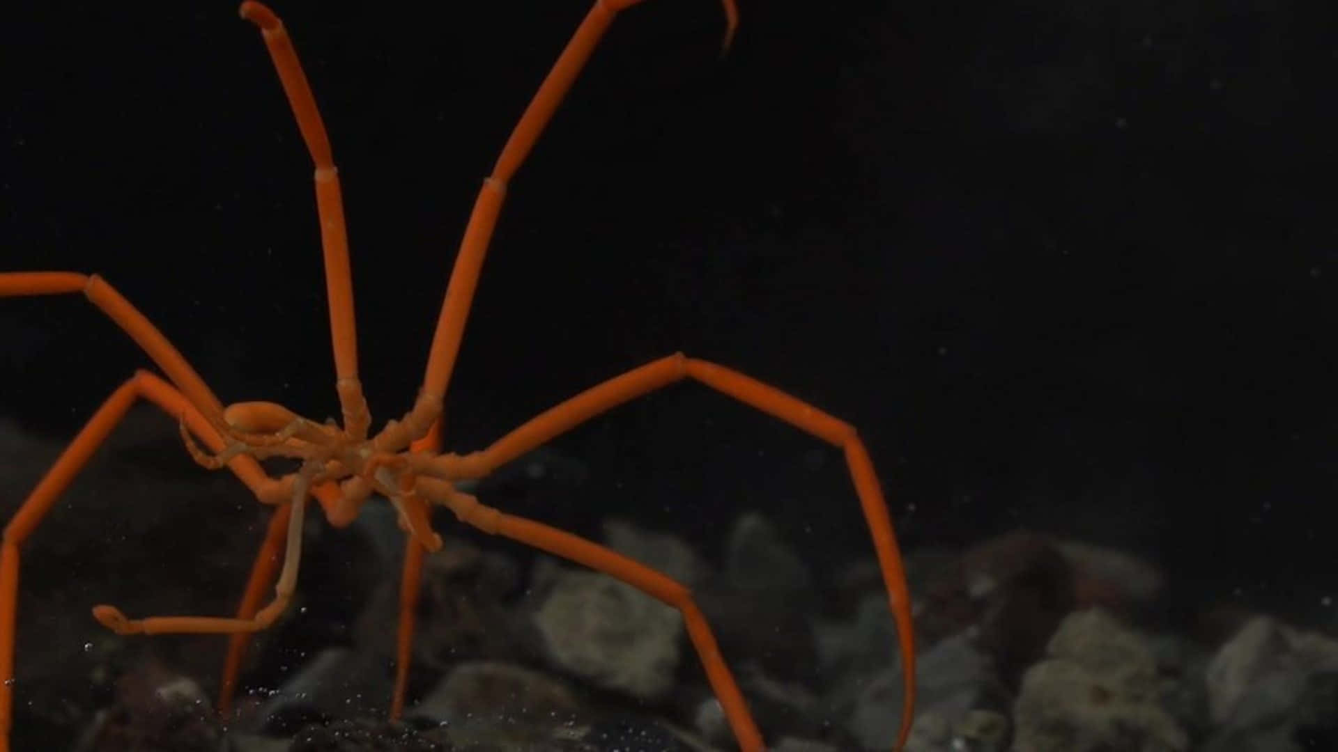 Underwater Beauty: A Sea Spider Crawling On Coral Wallpaper