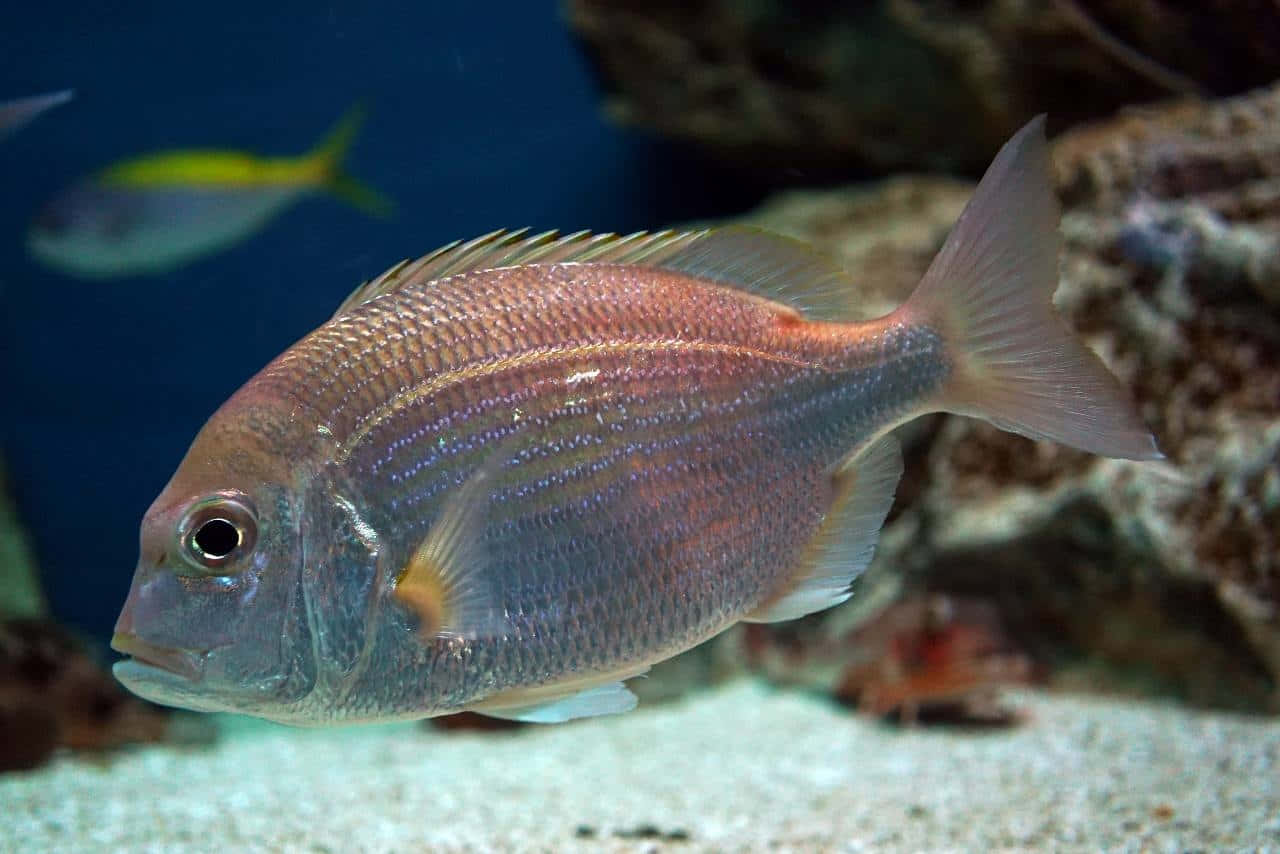 Underwater Bream Fish Wallpaper