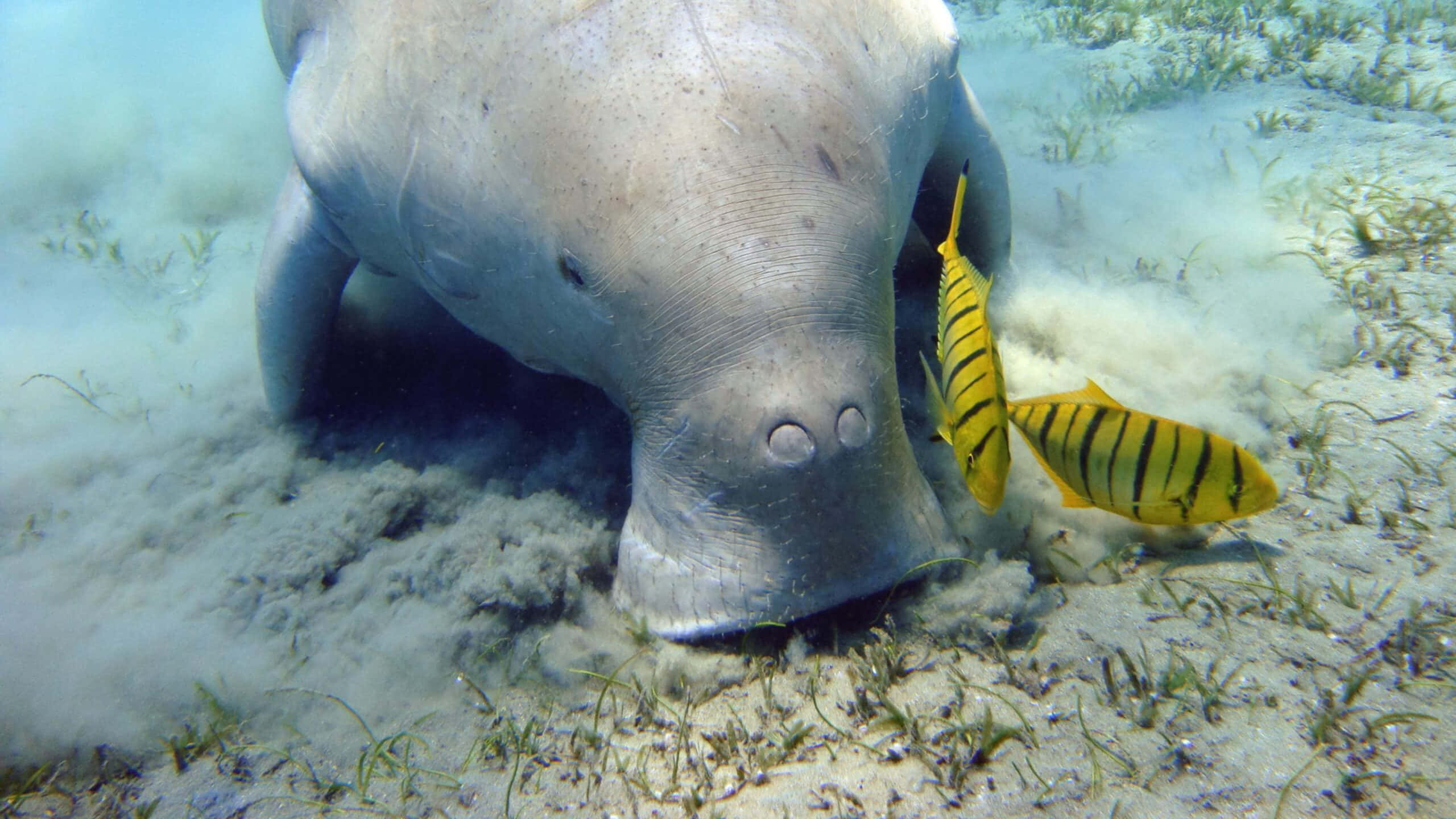 Underwater Grace: Majestic Dugong In Its Natural Habitat Wallpaper