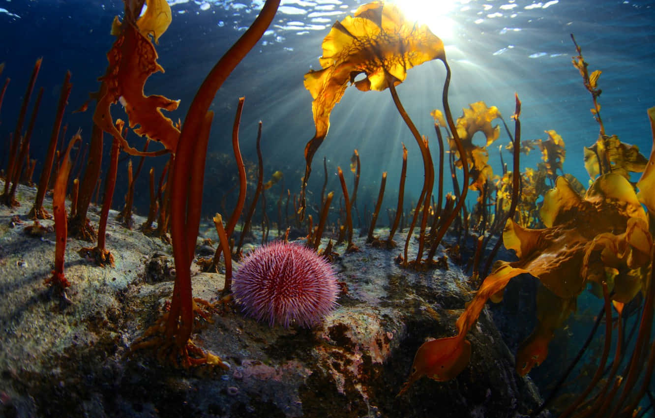 Underwater Kelp Forestwith Sea Urchin Wallpaper