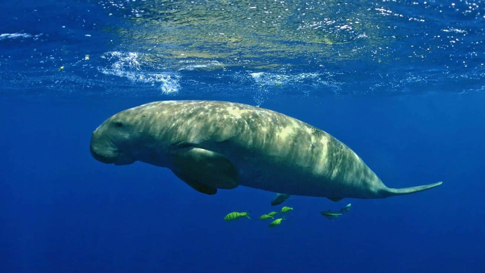 Underwater Manatee Swimming.jpg Wallpaper