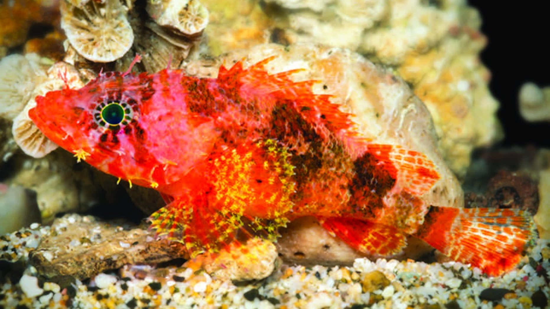 Underwater Marvel - The Intricate Scorpionfish Wallpaper