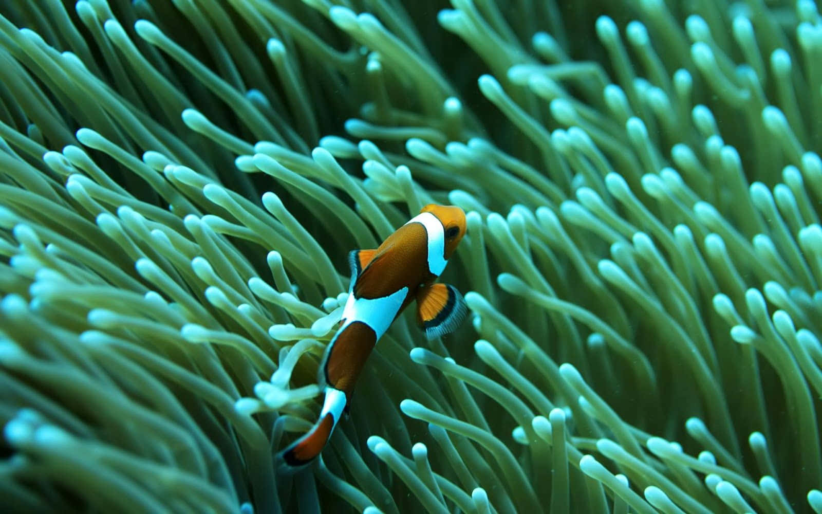 Underwater Paradise - A School Of Colorful Fish Swim Near A Serene Coral Reef Wallpaper