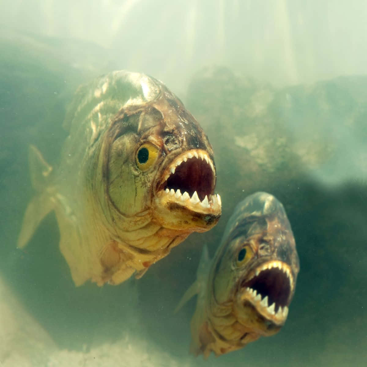 Underwater Piranhas Threatening Posture Wallpaper