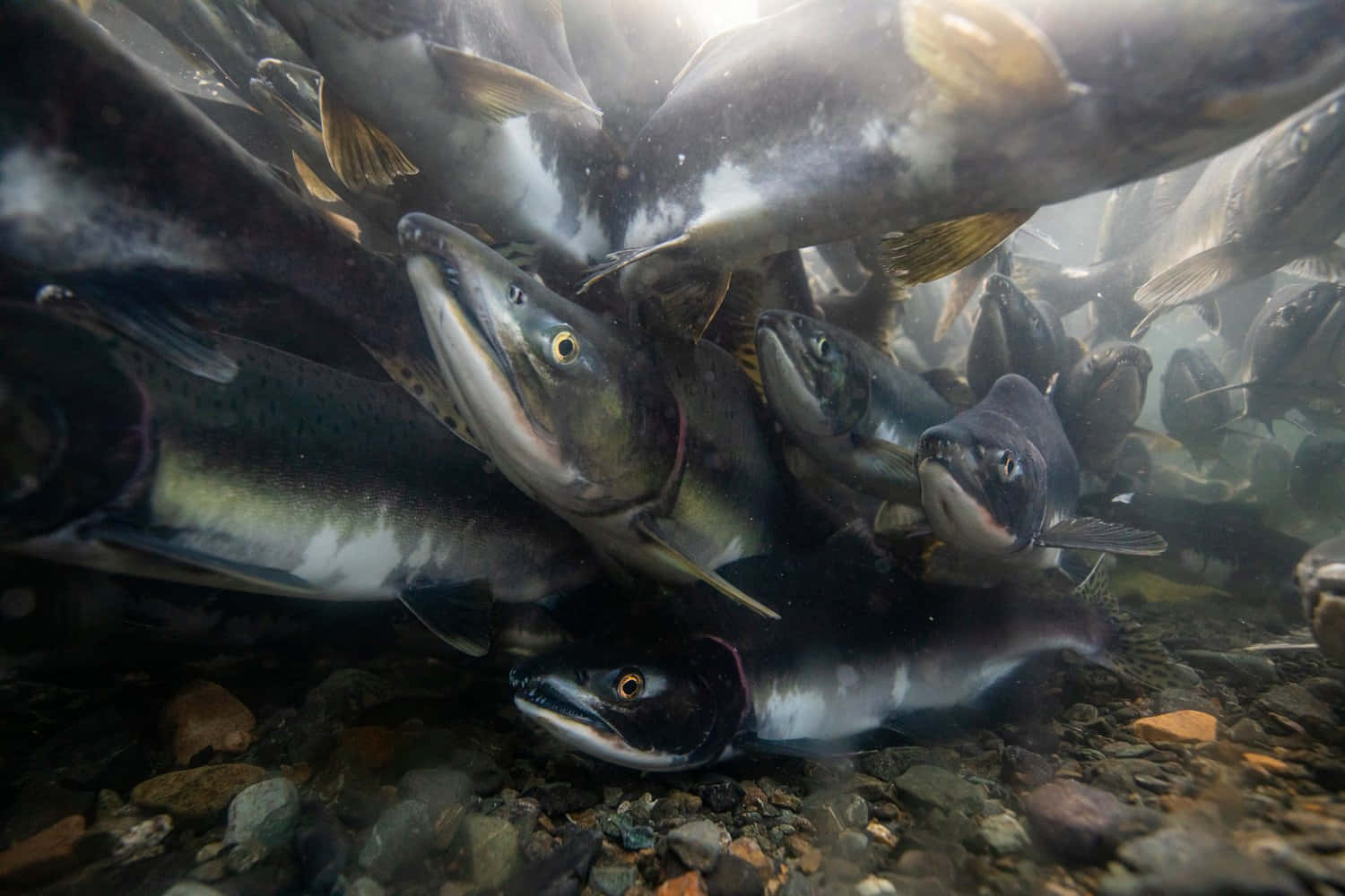 Underwater_ Salmon_ Migration.jpg Wallpaper