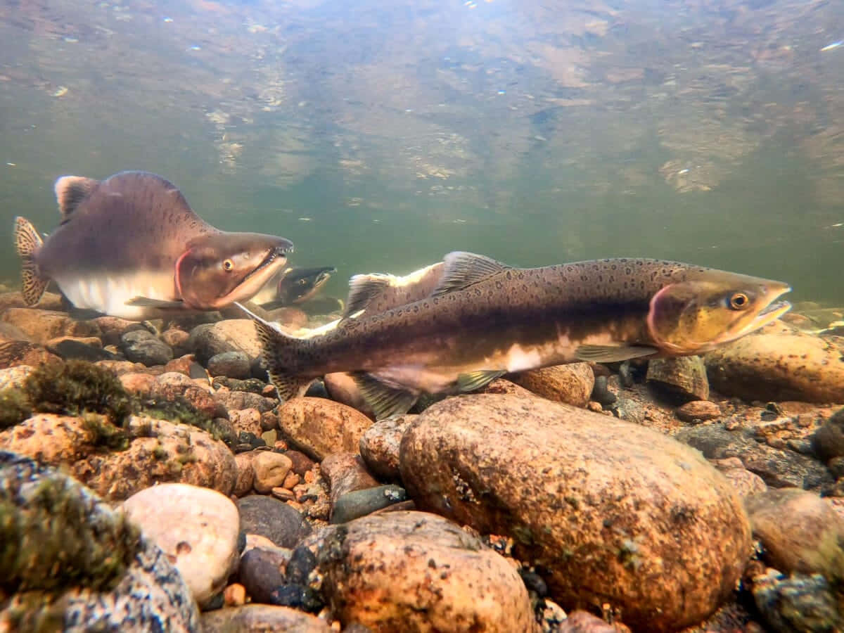 Underwater Salmon Spawning.jpg Wallpaper