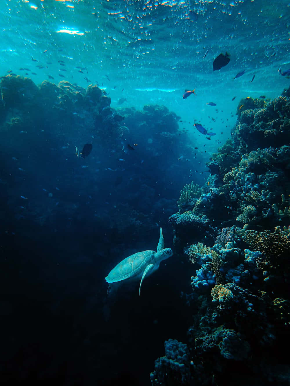 Underwater_ Serenity_with_ Sea_ Turtle.jpg Wallpaper