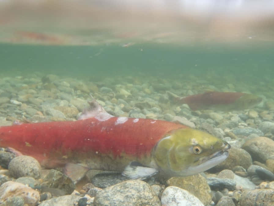 Underwater Sockeye Salmon Spawning.jpg Wallpaper