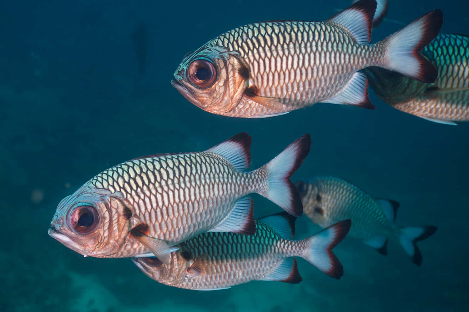 Underwater Soldierfish School.jpg Wallpaper