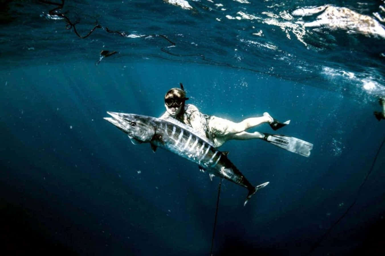 Underwater Spearfishing Wahoo Catch Wallpaper