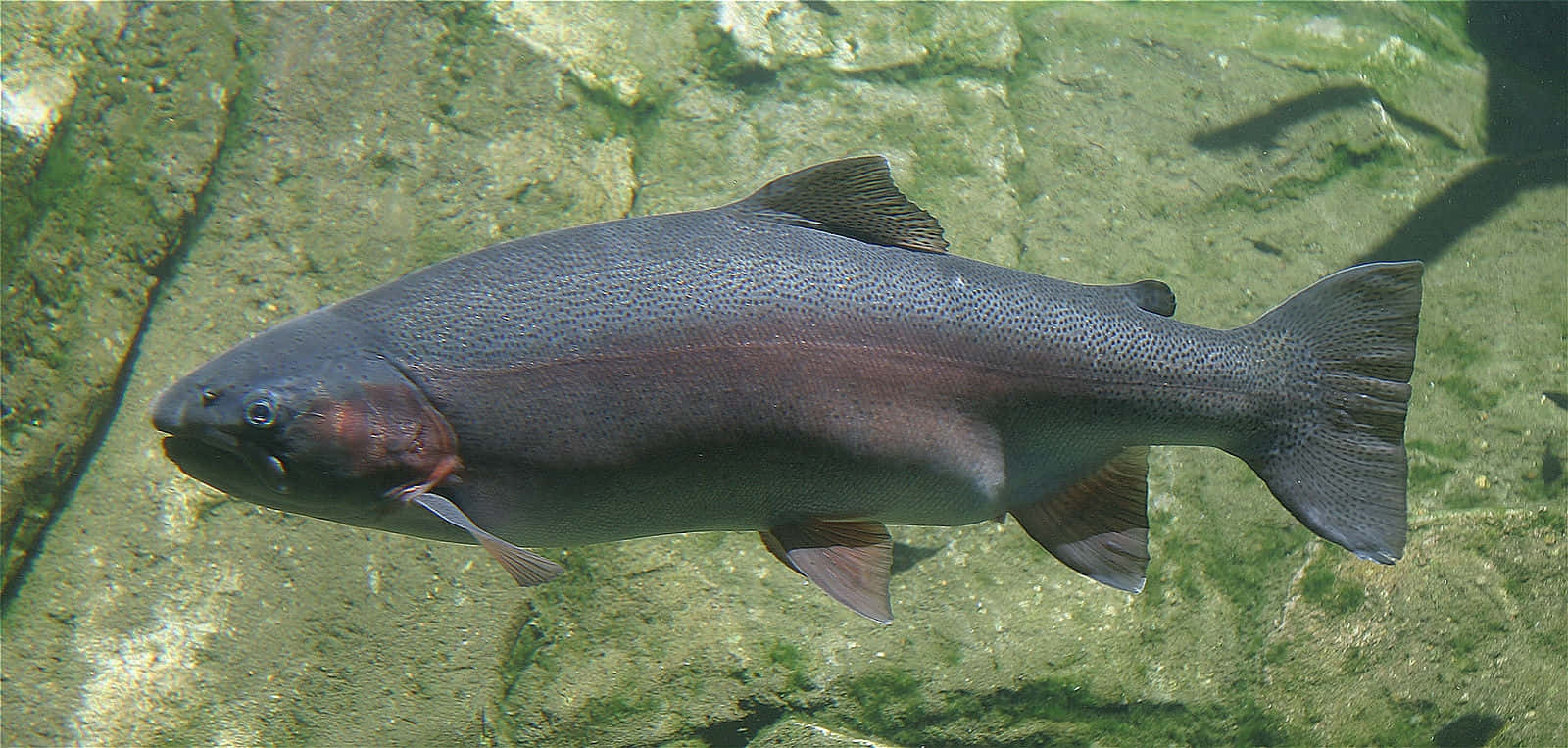 Underwater Steelhead Trout Wallpaper