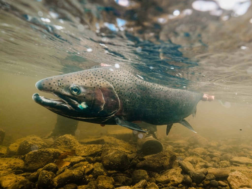 Underwater Steelhead Trout Swimming.jpg Wallpaper