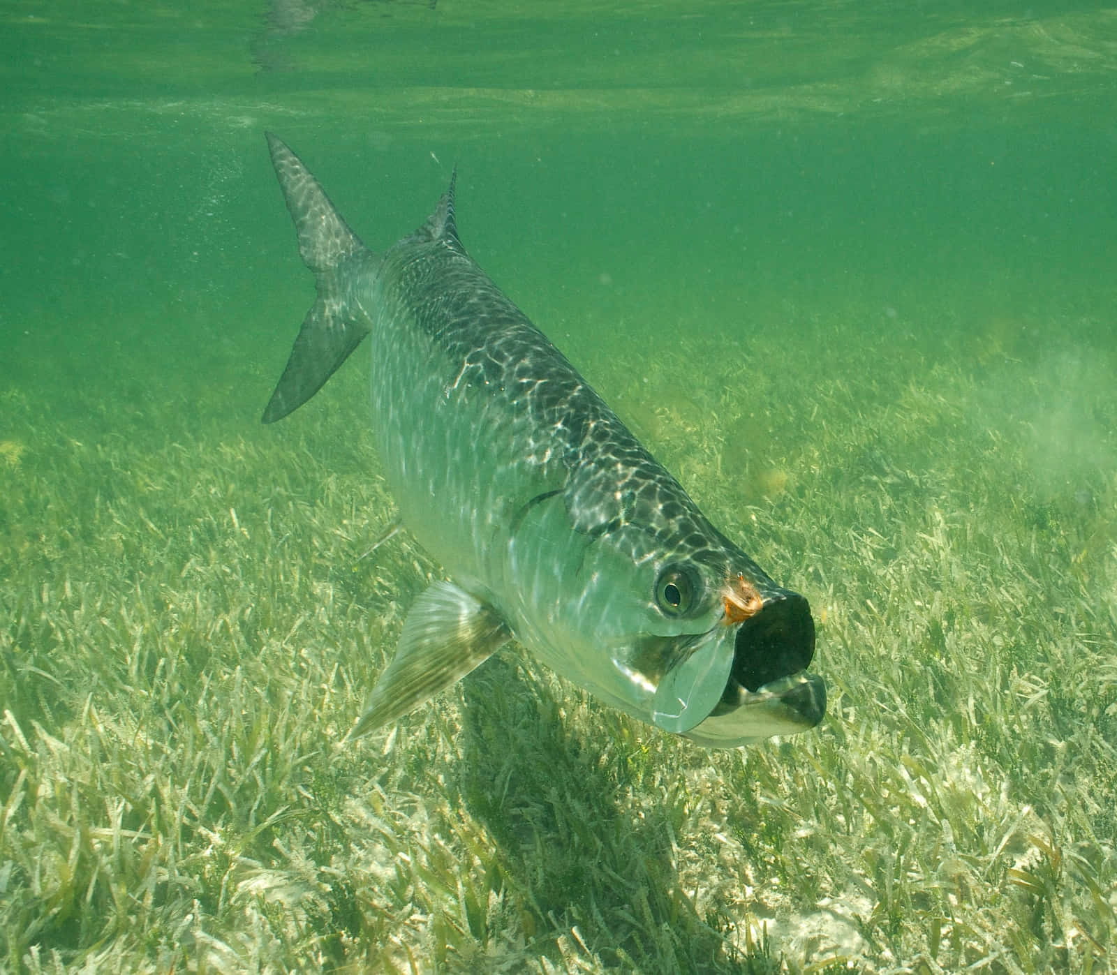 Underwater Tarpon Swimming Wallpaper