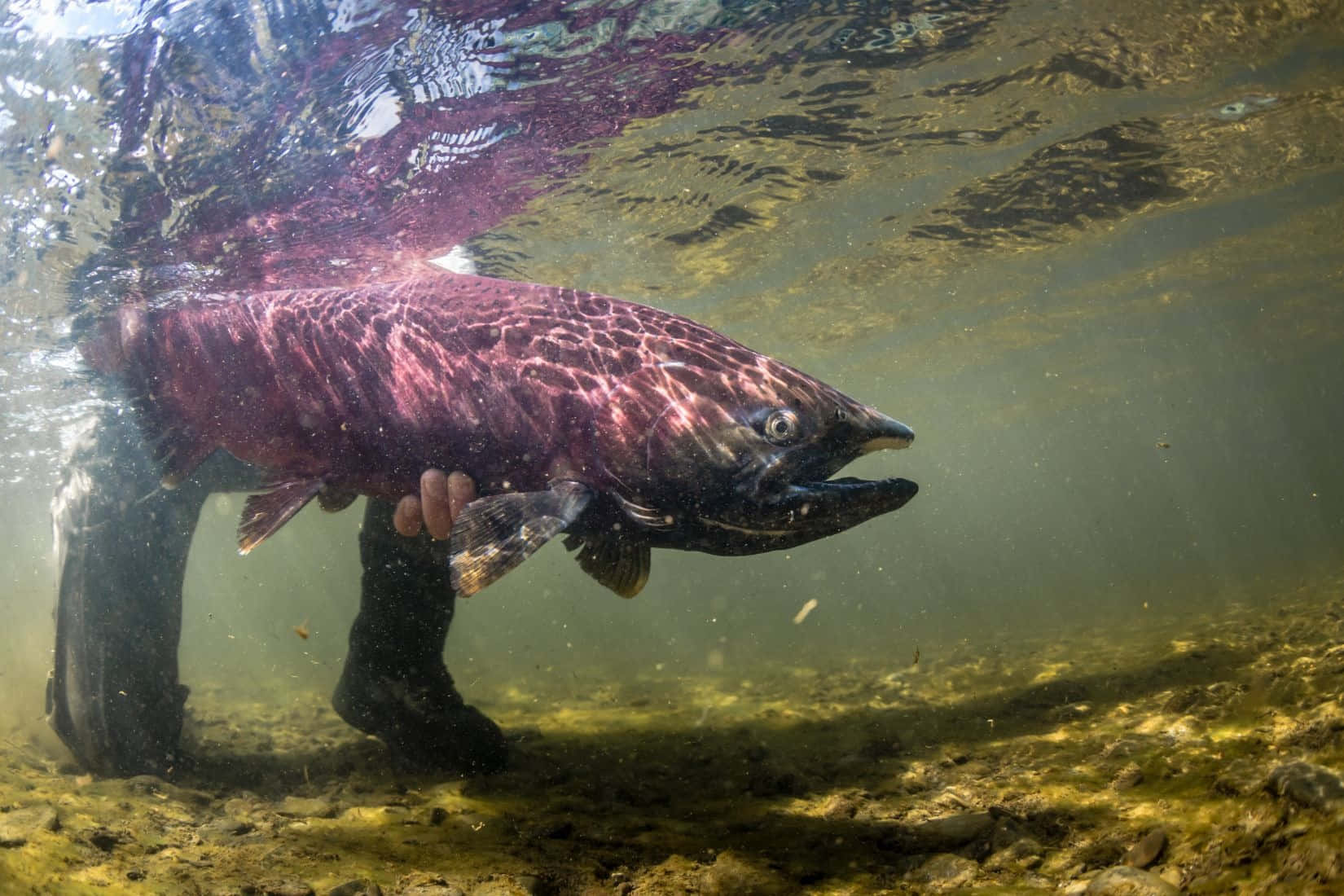 Underwater_ View_of_ Pacific_ Salmon Wallpaper