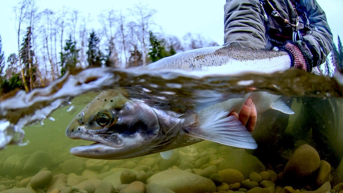 Underwater Viewof Steelhead Trout Wallpaper