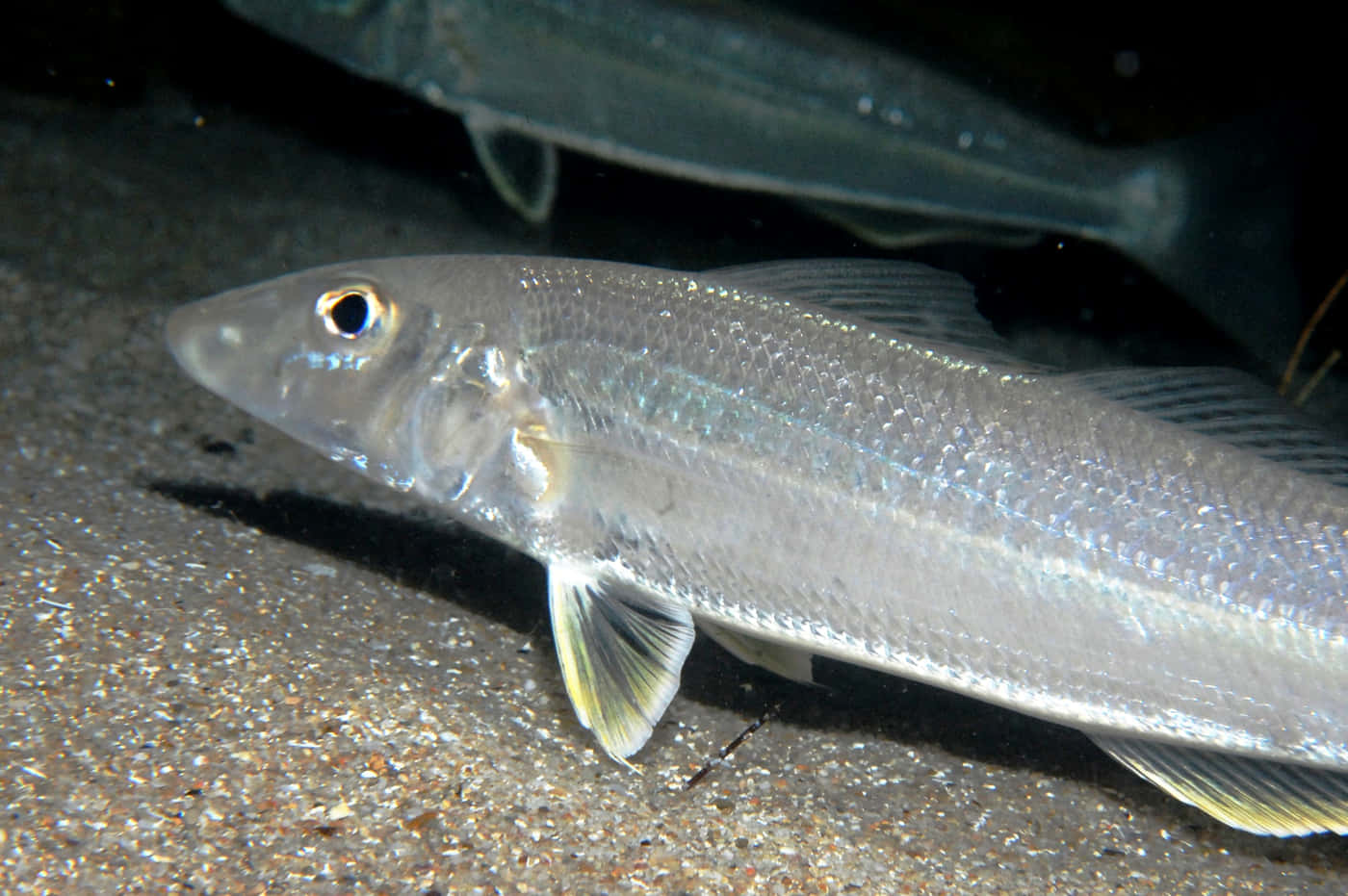 Underwater Whiting Fish Wallpaper