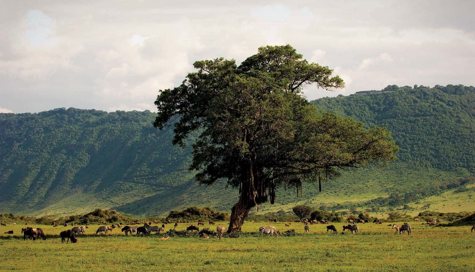 Unesco World Heritage Site Northern Tanzania Ngorongoro Crater Wildlife Wallpaper