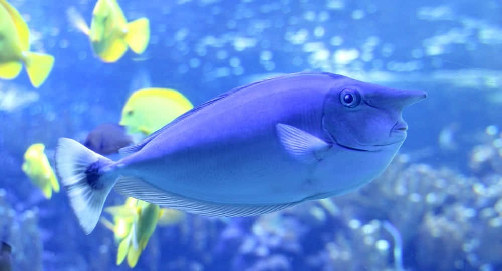 Unicorn Fish In Aquatic Bliss Wallpaper