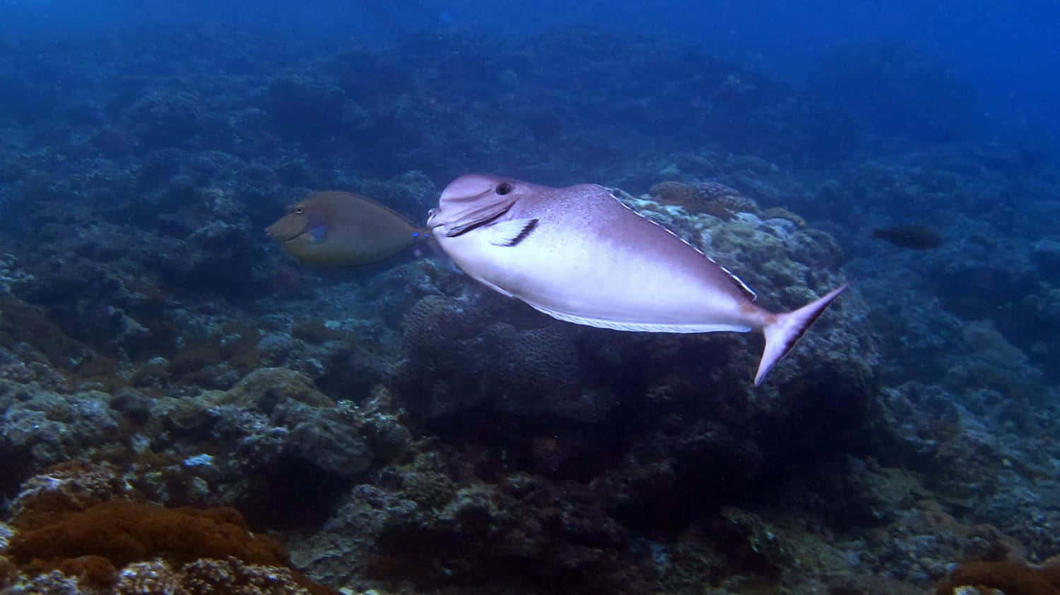 Unicorn Fish Swimming Near Coral Reef Wallpaper