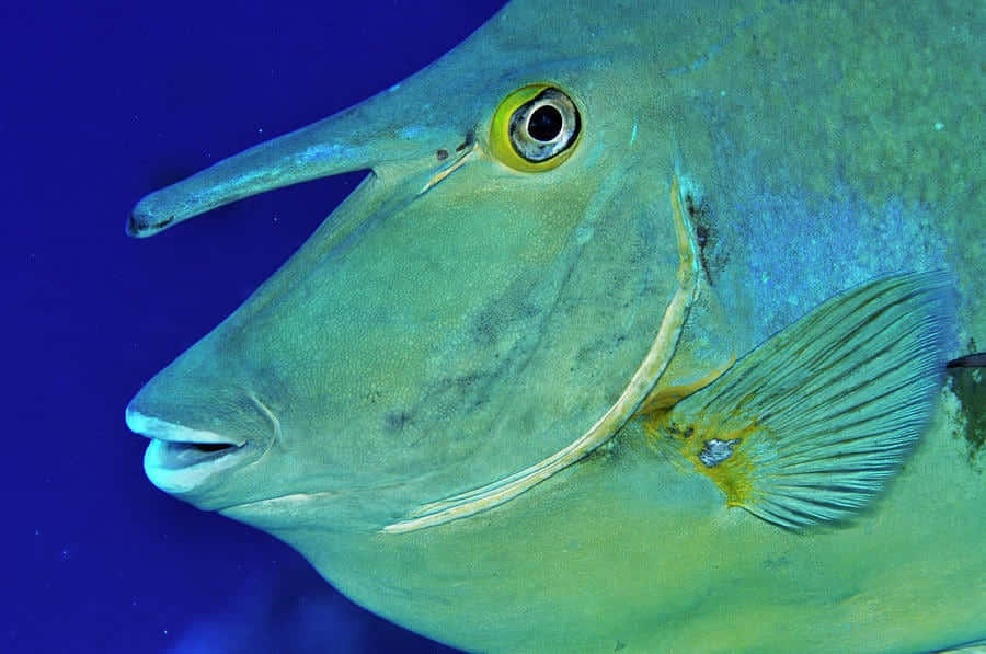 Unicornfish Close Up Underwater Wallpaper