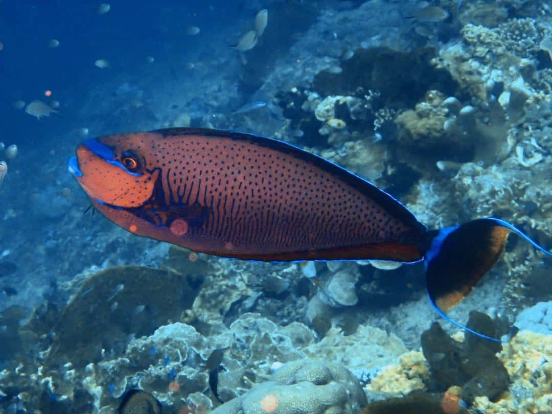 Unicornfish Swimming Underwater.jpg Wallpaper