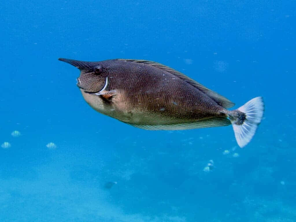 Unicornfish Swimming Underwater.jpg Wallpaper