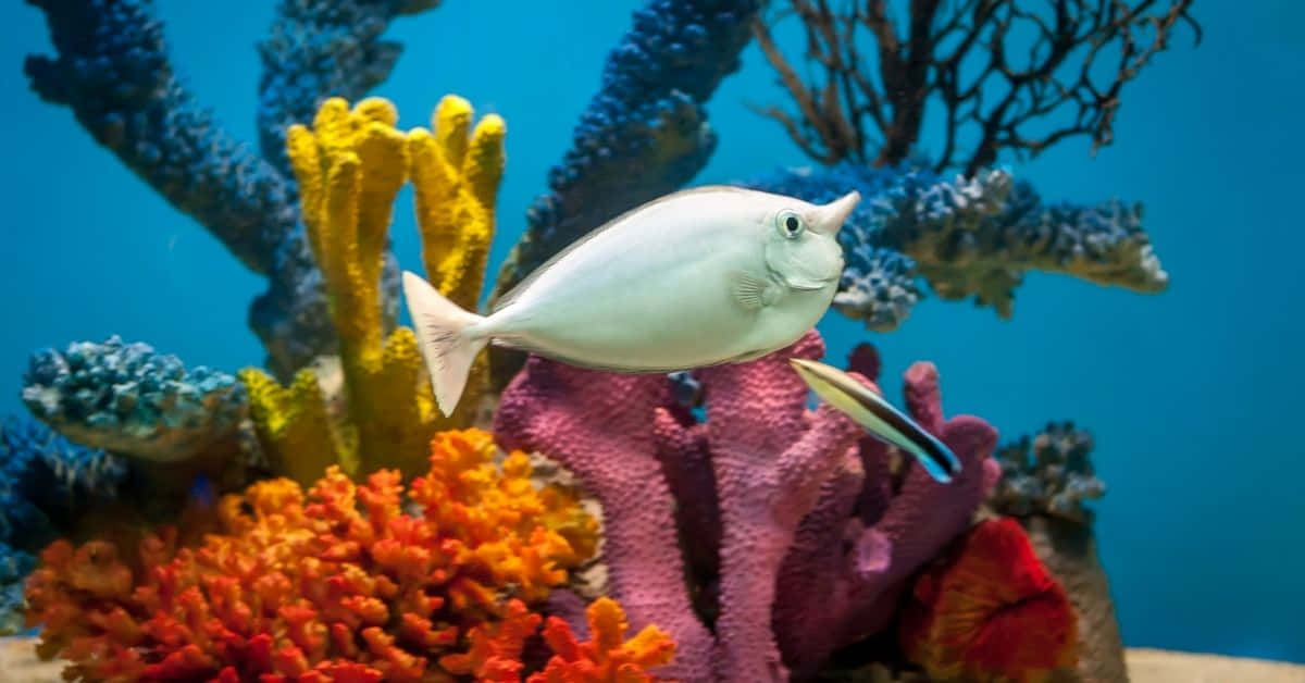 Unicornfishin Coral Reef Wallpaper