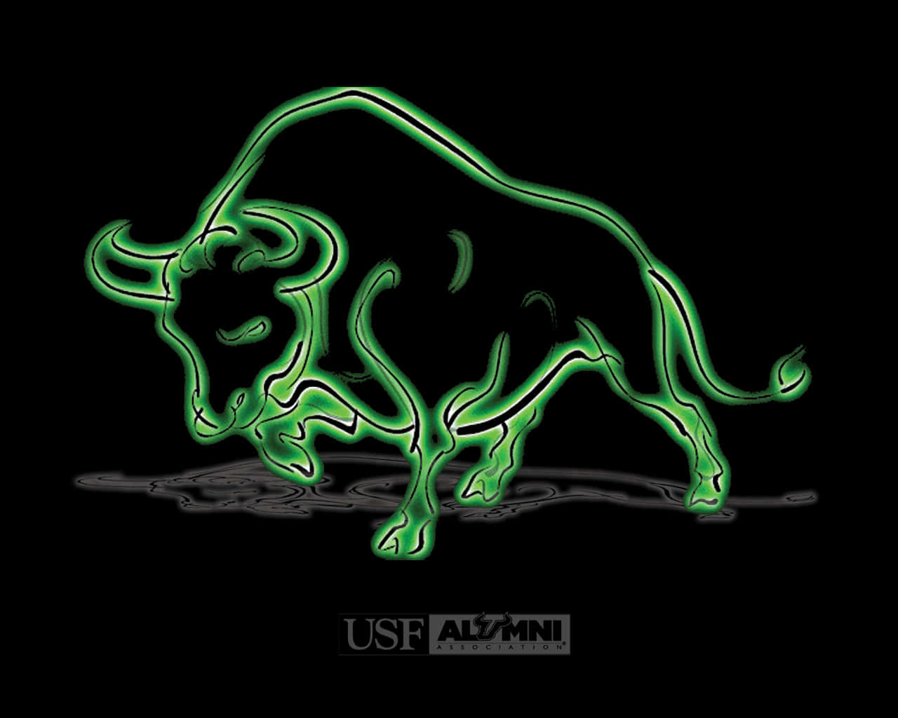 University Of South Florida Bulls Edited Wallpaper