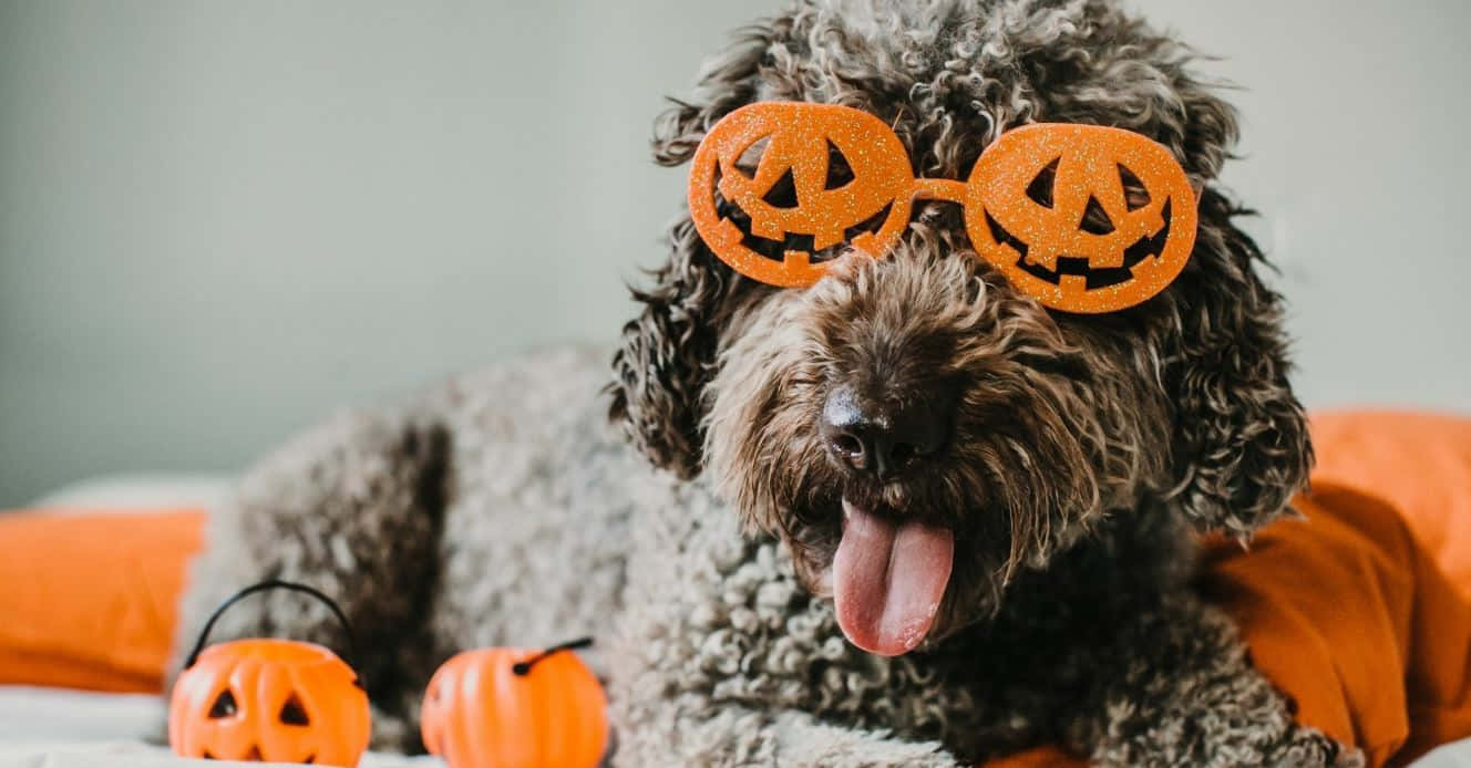 Unleash Their Inner Superhero With These Fun Halloween Pet Costumes! Wallpaper