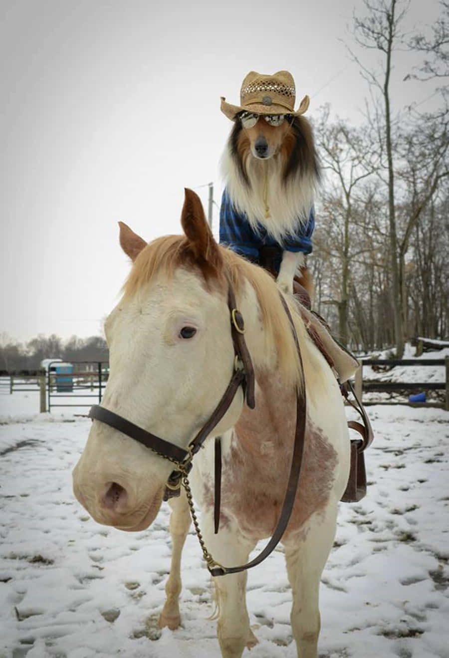 Unlikely Friendship: A Horse And A Dog Bonding In The Serenity Of Nature Wallpaper